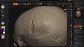 Sculpting the Human Skull
